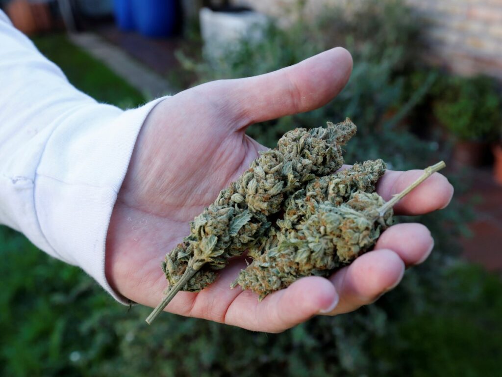 The legalization of cannabis & other issues about cannabis-made products