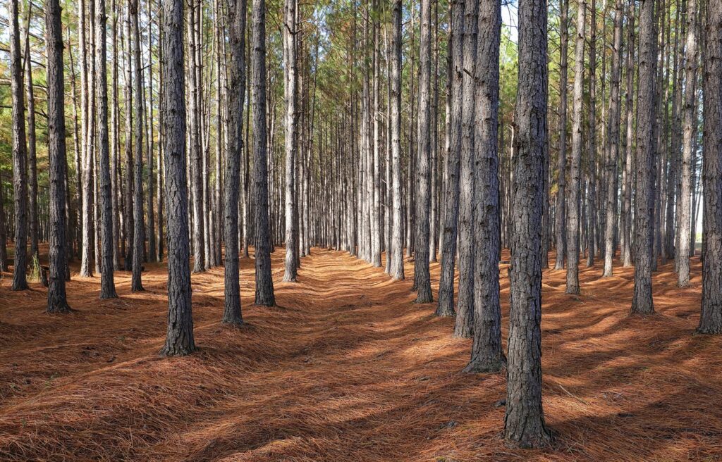 Interesting Facts About Forestry Mulcher