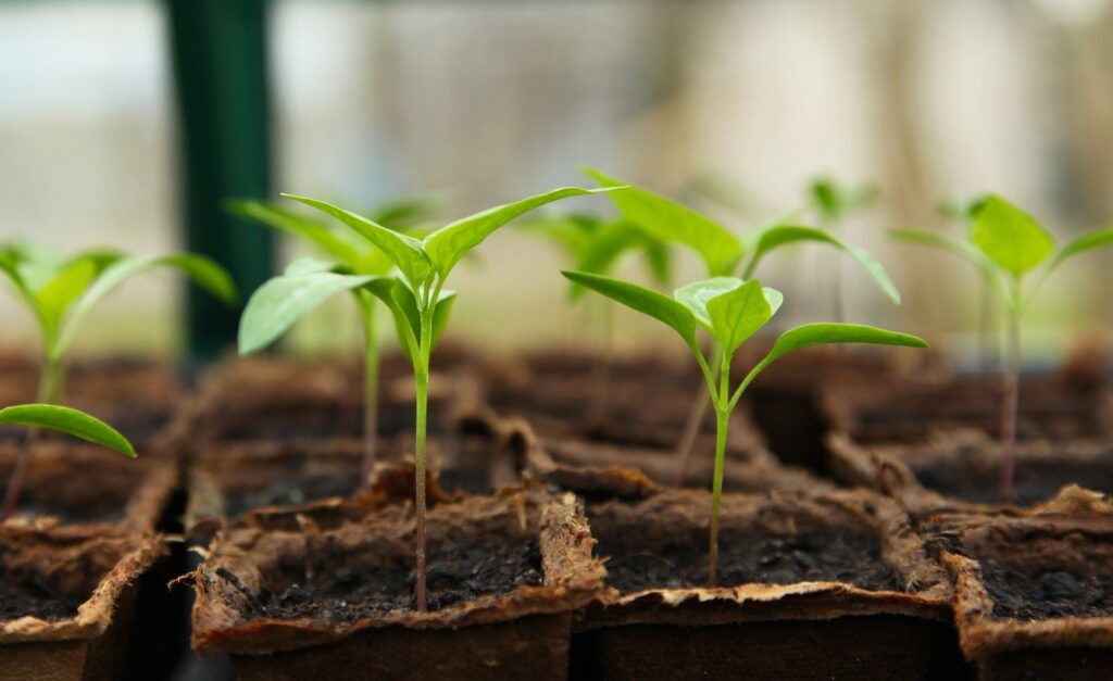 FREE PLANTS GROWTH MANUAL