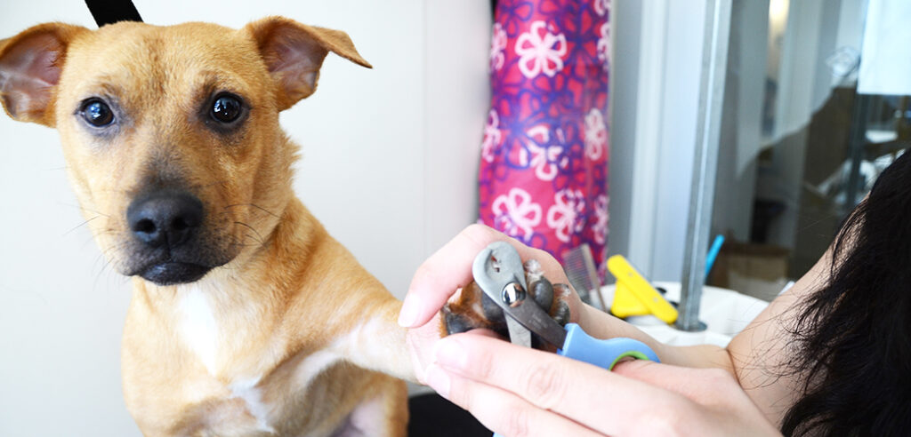 Pet Grooming on the Go in Miami: A Convenient Solution