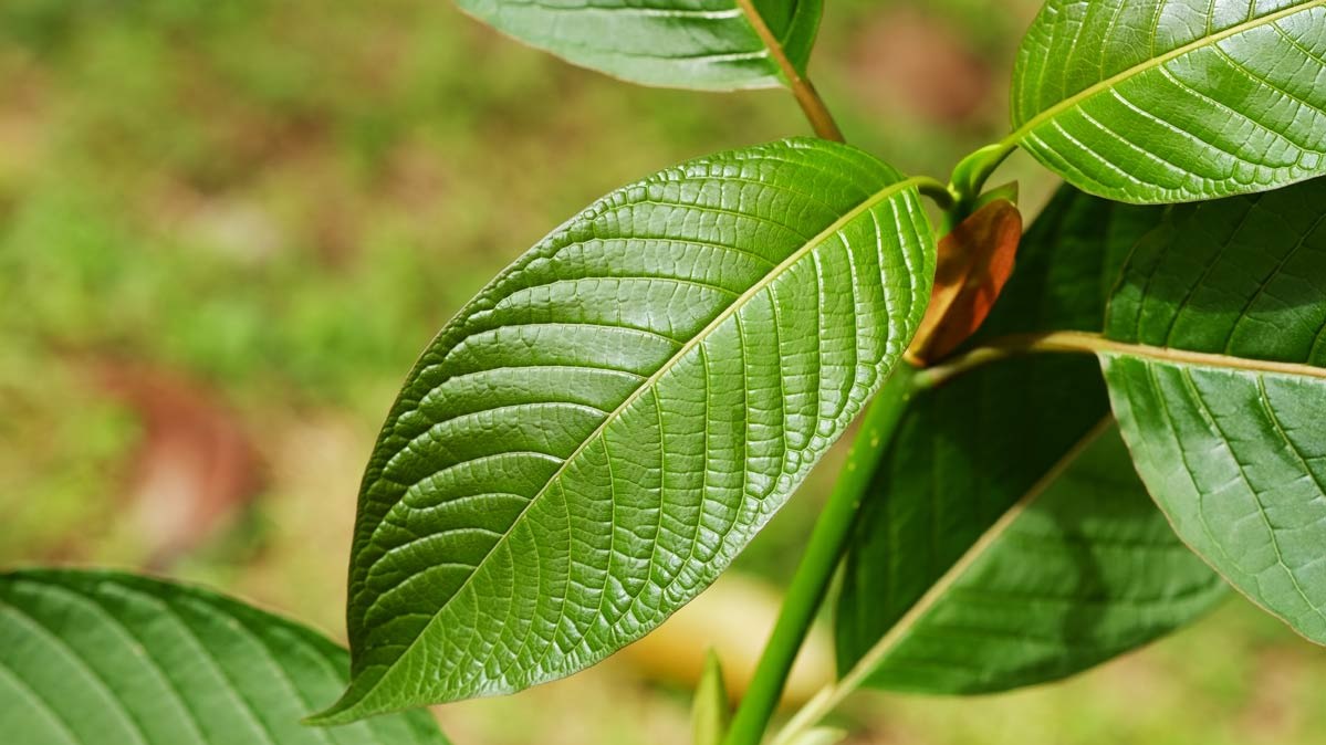 Red Borneo Kratom