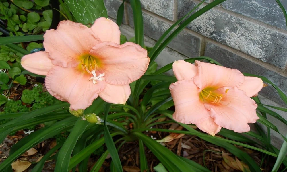 Top 6 Suppliers of Daylily Multipacks and Collections